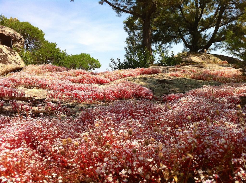 Le Tre Pietre Villa Baja Sardinia Eksteriør billede